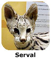 Serval